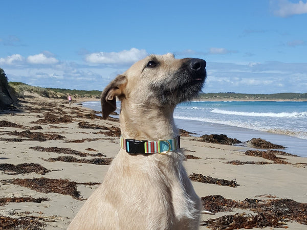 Beach Bum - Dog Collar