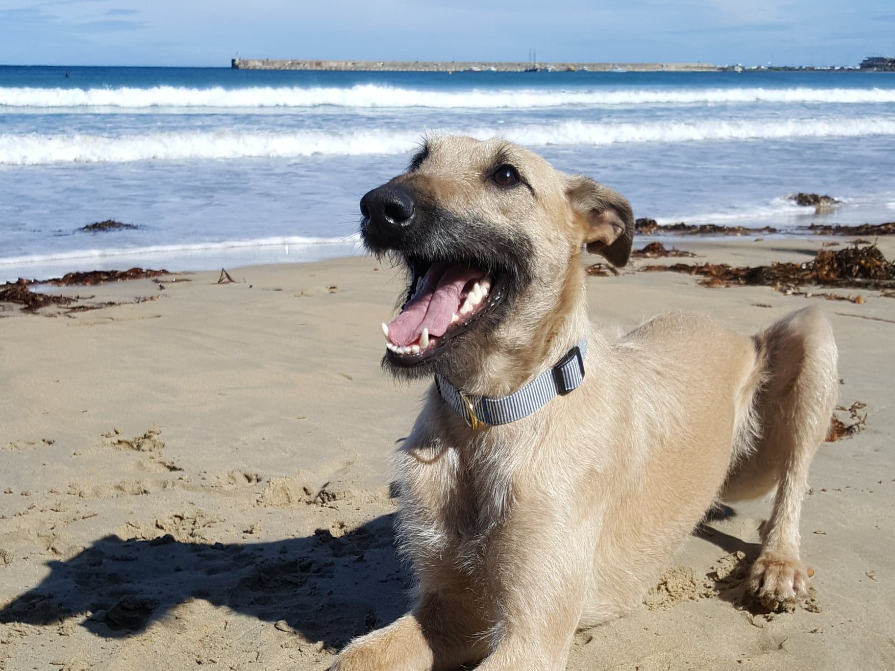 Hello Sailor! - Dog Collar