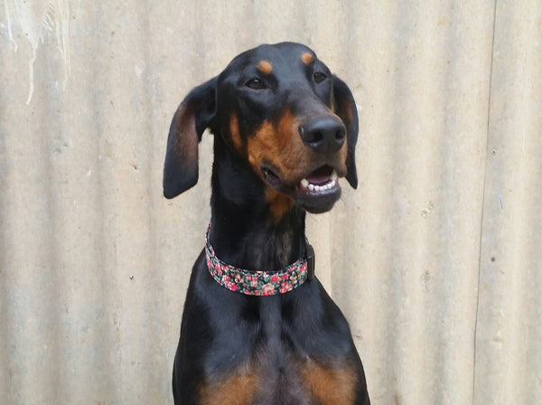 doberman with floral print collar